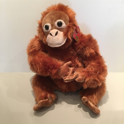 Orangutan Image