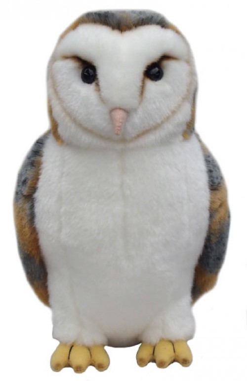 Barn Owl Image
